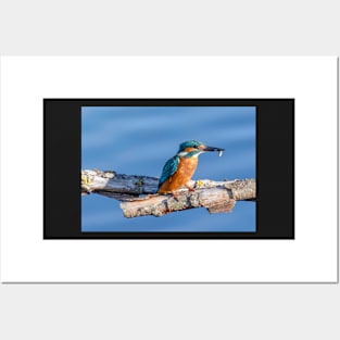 Kingfisher eating its catch Posters and Art